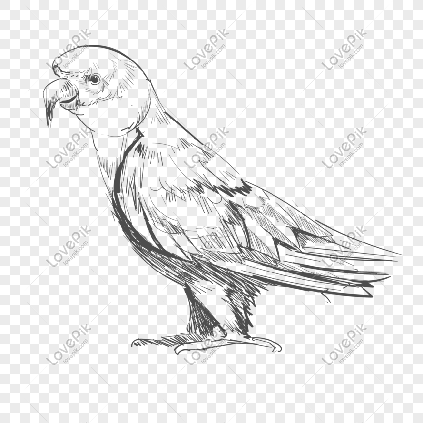 Parrot Bird Sketch Illustration PNG Free Download And Clipart Image For  Free Download - Lovepik | 611235133