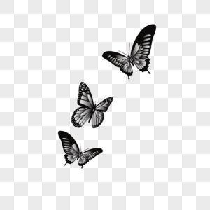 White Butterfly PNG Images With Transparent Background | Free Download On  Lovepik