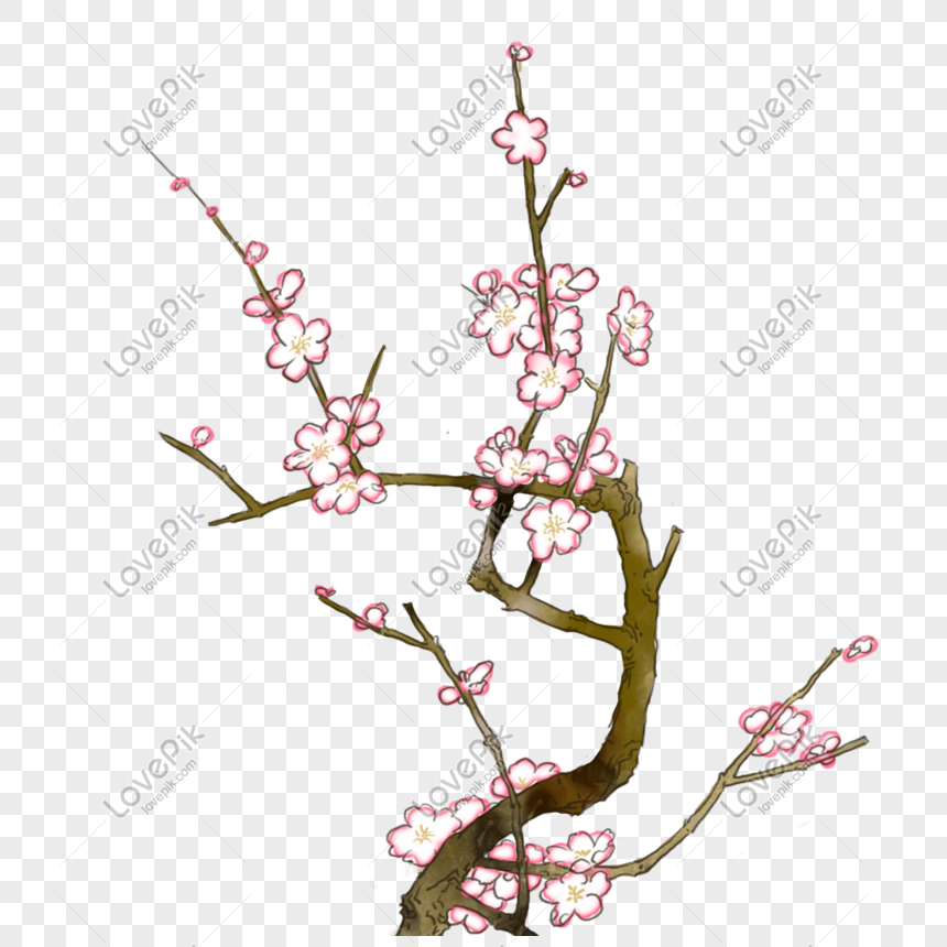 Mai hoa nhánh - Trong mùa xuân, những nhánh mai đang đua nhau nảy lộc, tạo nên một cảm giác thật tuyệt vời. Hãy chiêm ngưỡng những cánh hoa rực rỡ trên cây mai và cảm nhận sự tươi mới của mùa xuân.
