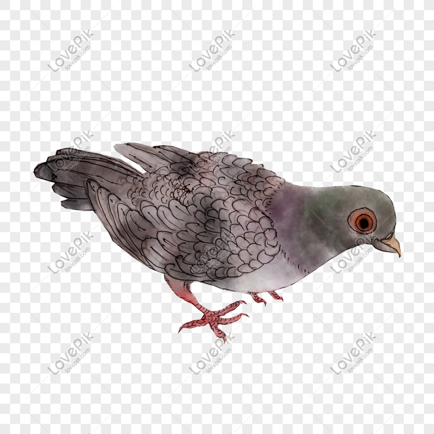 Thousands Of Original Cartoon Hand Painted Ink Letter Pigeon Fre PNG  Picture And Clipart Image For Free Download - Lovepik | 611289395