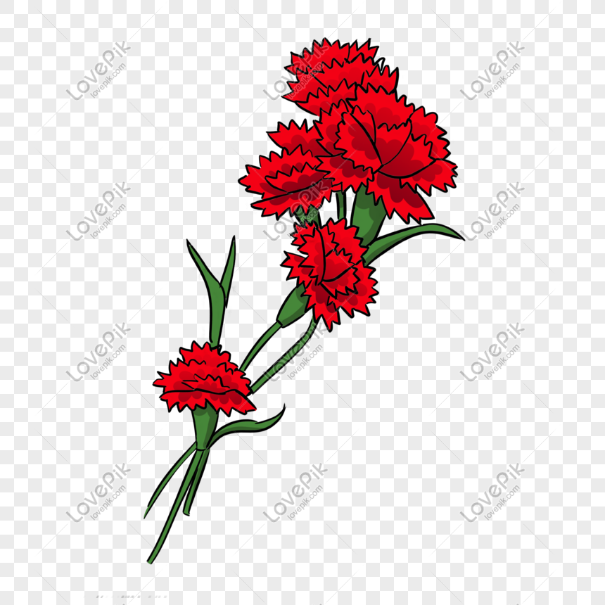 Red Carnation Hand Drawn Illustration PNG Hd Transparent Image And ...