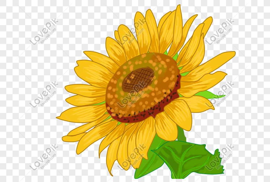 Ilustrasi Kelopak Bunga Matahari Gambar Unduh Gratis Grafik