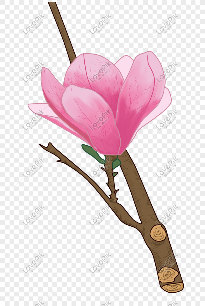 Tumbuhan Bunga Persik Ilustrasi Png Grafik Gambar Unduh Gratis