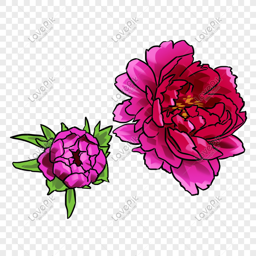 Bunga Ilustrasi Bunga Peony Merah Gambar Unduh Gratis