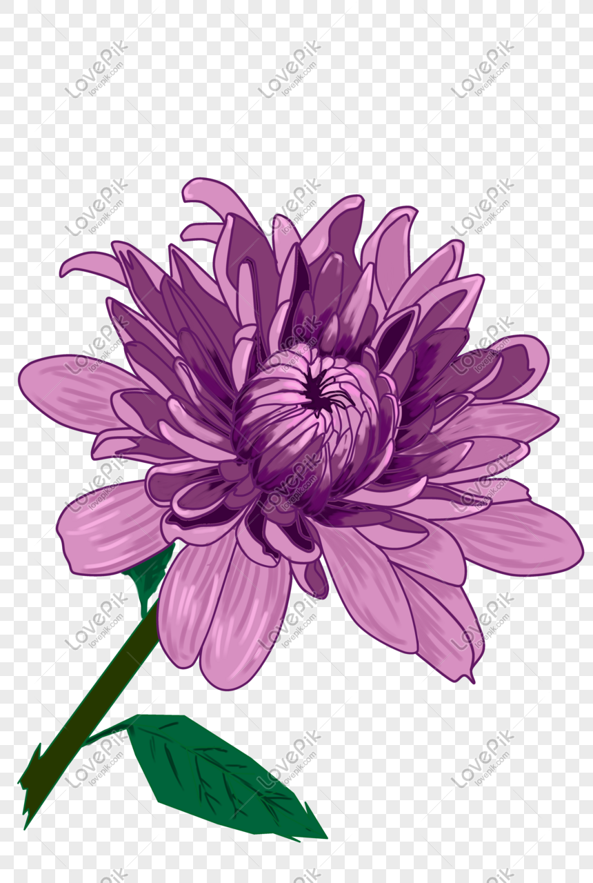 Plant Purple Chrysanthemum Flower Open Illustration Png Image Picture Free Download 611302367 Lovepik Com
