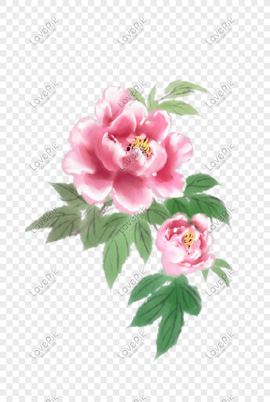 Pink Peony Hand Drawn Illustration PNG Hd Transparent Image And ...