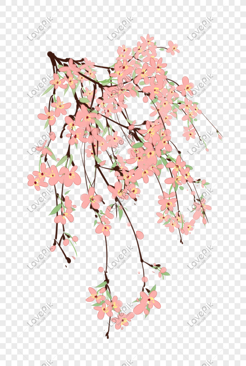 Tinta Bunga Sakura Ilustrasi Png Grafik Gambar Unduh Gratis Lovepik