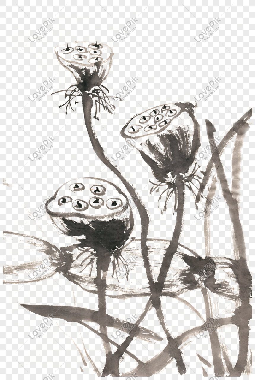 lotus flower black and white clipart lion