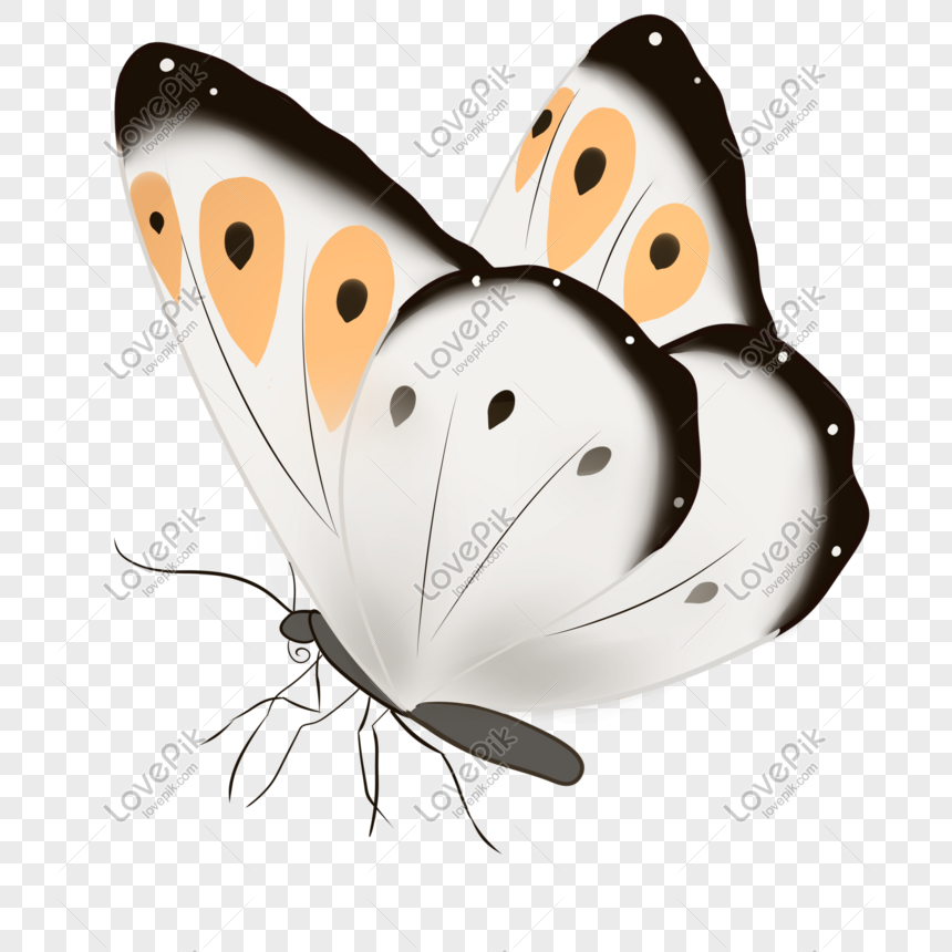 Cartoon Dreamy Butterfly Single Butterfly Illustration Free PNG And Clipart  Image For Free Download - Lovepik | 611301059