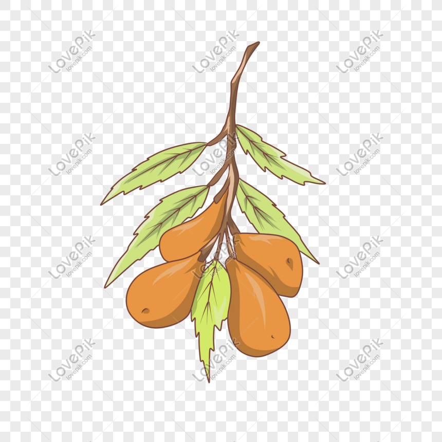 Health Jujube Jujube Branch Illustration, Autumn, Health, Jujube PNG ...