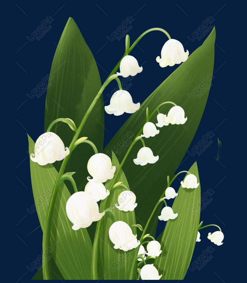 Tema Tanaman Bunga Lily Ilustrasi Tema Lembah Png Grafik Gambar