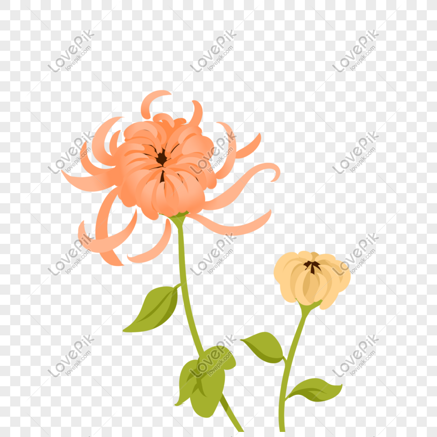 chrysanthemum flowering petals illustration png image picture free download 611310441 lovepik com lovepik