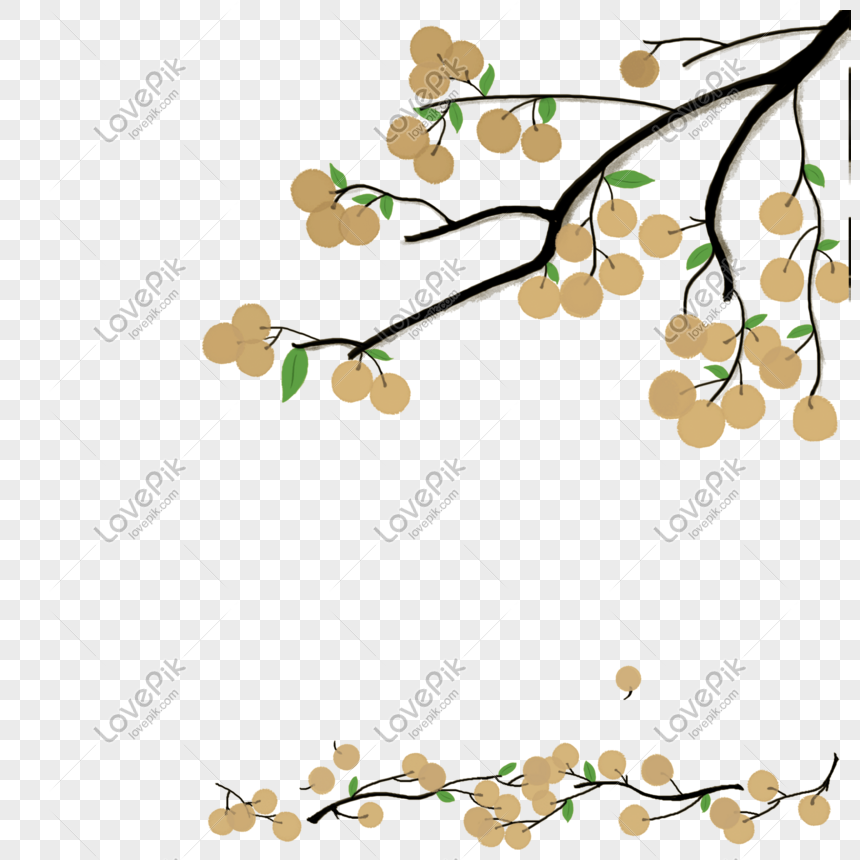 Tiết lộ lý do giúp cây mai vàng - mai Tết là loài cây không thể thiếu trong  mỗi dịp Tết đến xuân về.