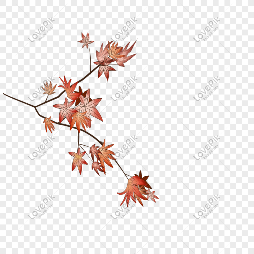 잎이 많은 단풍 나무 잎 붉은 단풍 잎 일러스트 Png 일러스트 무료 다운로드 - Lovepik