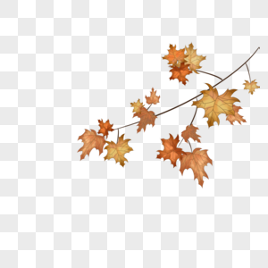 Cute Maple Leaf Cartoon Illustration PNG Picture And Clipart Image For ...