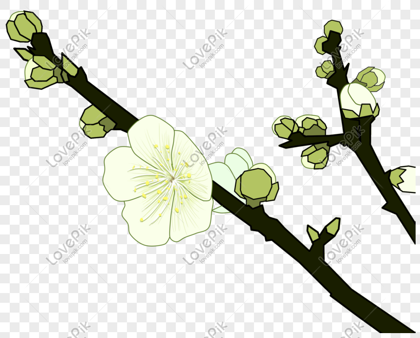 Hãy ngắm nhìn hình ảnh về hoa mận trắng thơm ngát, tinh khôi trong làn gió nhẹ của mùa xuân. Chúng khiến con tim bạn rung động và thăng hoa với vẻ đẹp thuần khiết và tinh tế.