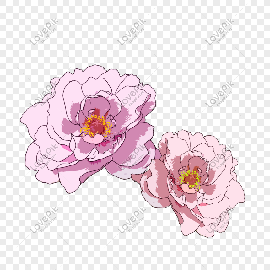 Được biết đến như biểu tượng của tình yêu và sự giàu có, hoa paeonia là sự lựa chọn tuyệt vời cho bất kỳ dịp đặc biệt nào. Hãy ngắm nhìn hình ảnh này để chiêm ngưỡng vẻ đẹp tuyệt vời của loài hoa này nhé.