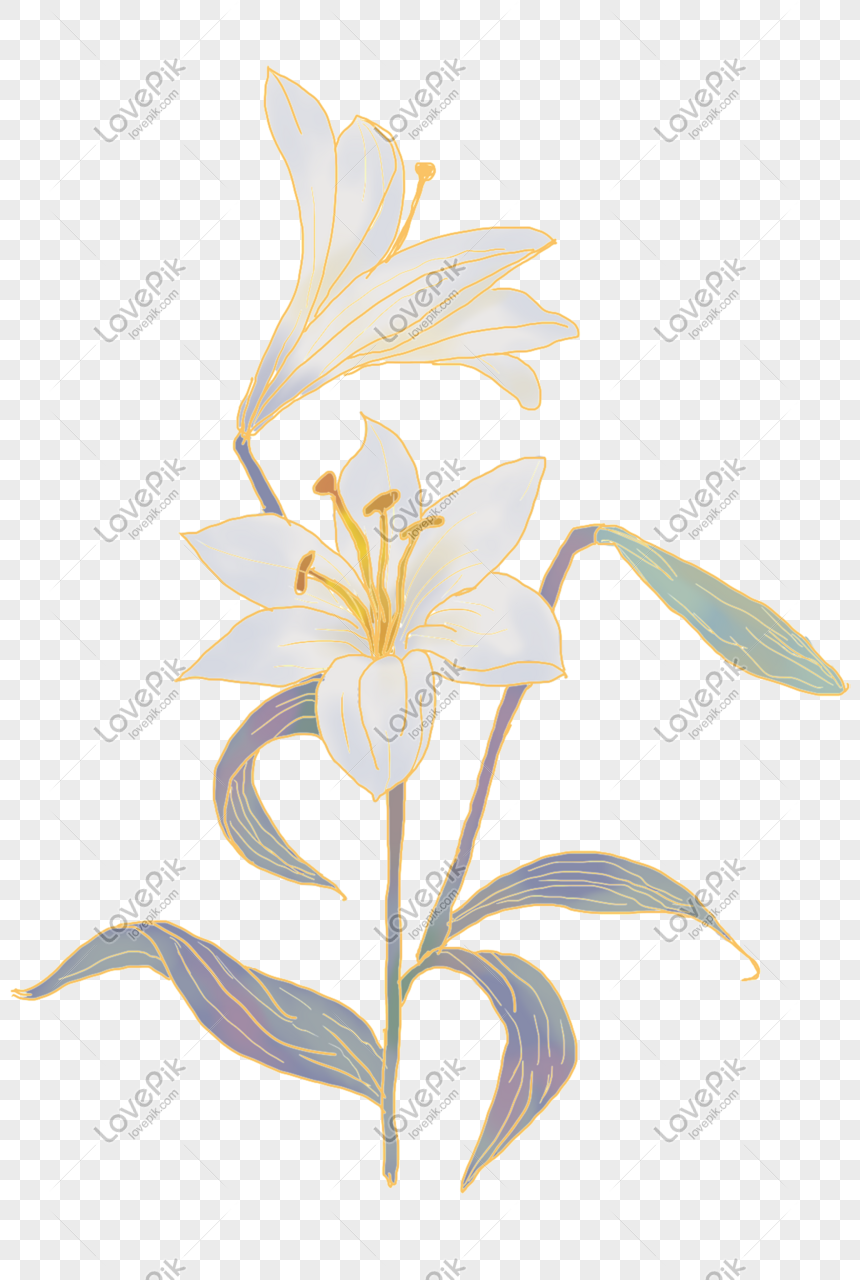 Hình ảnh Hoa Lily Vàng Cổ điển PNG Miễn Phí Tải Về - Lovepik