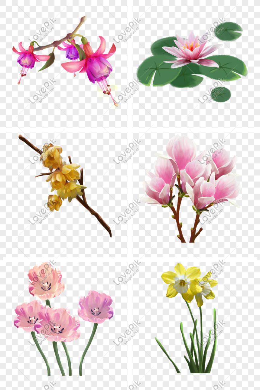 Fucsia Lirio De Agua Ciruela Magnolia Tulipán Colección De PNG Imágenes  Gratis - Lovepik