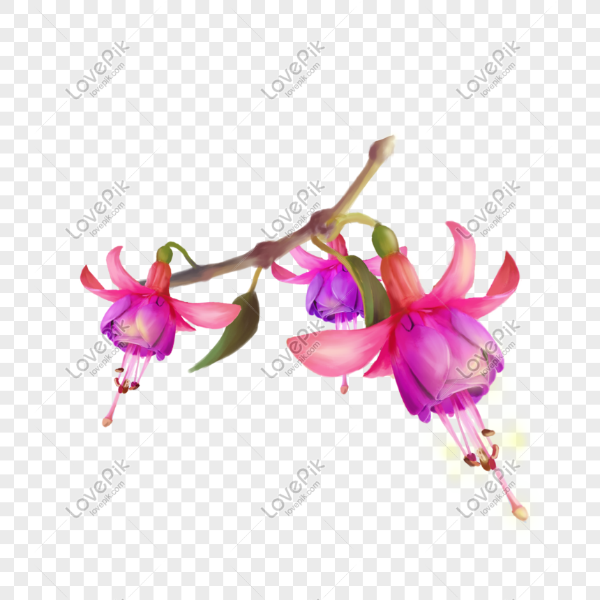 Flores Fucsia Flores Rosa Violeta Gratis PNG Imágenes Gratis - Lovepik