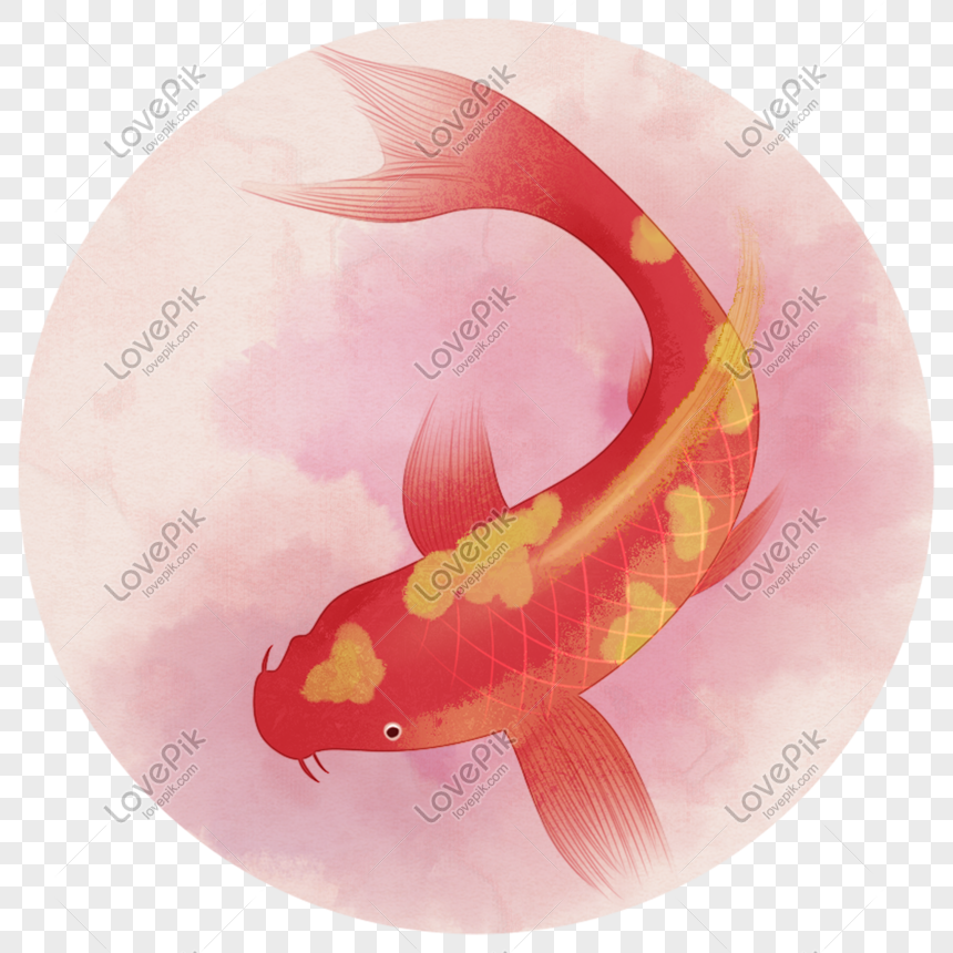 Có một chú cá Koi màu đỏ rực rỡ đang cất cánh bay lên trên nền nước trong xanh. Đừng bỏ lỡ cơ hội ngắm nhìn sự đẹp mê hoặc đó!