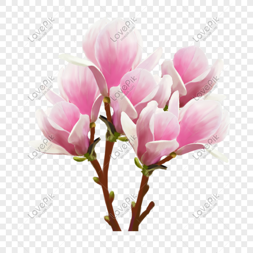 Magnolia Flor Racimo Flor Rosa Blanco Ilustración Libre PNG Imágenes Gratis  - Lovepik