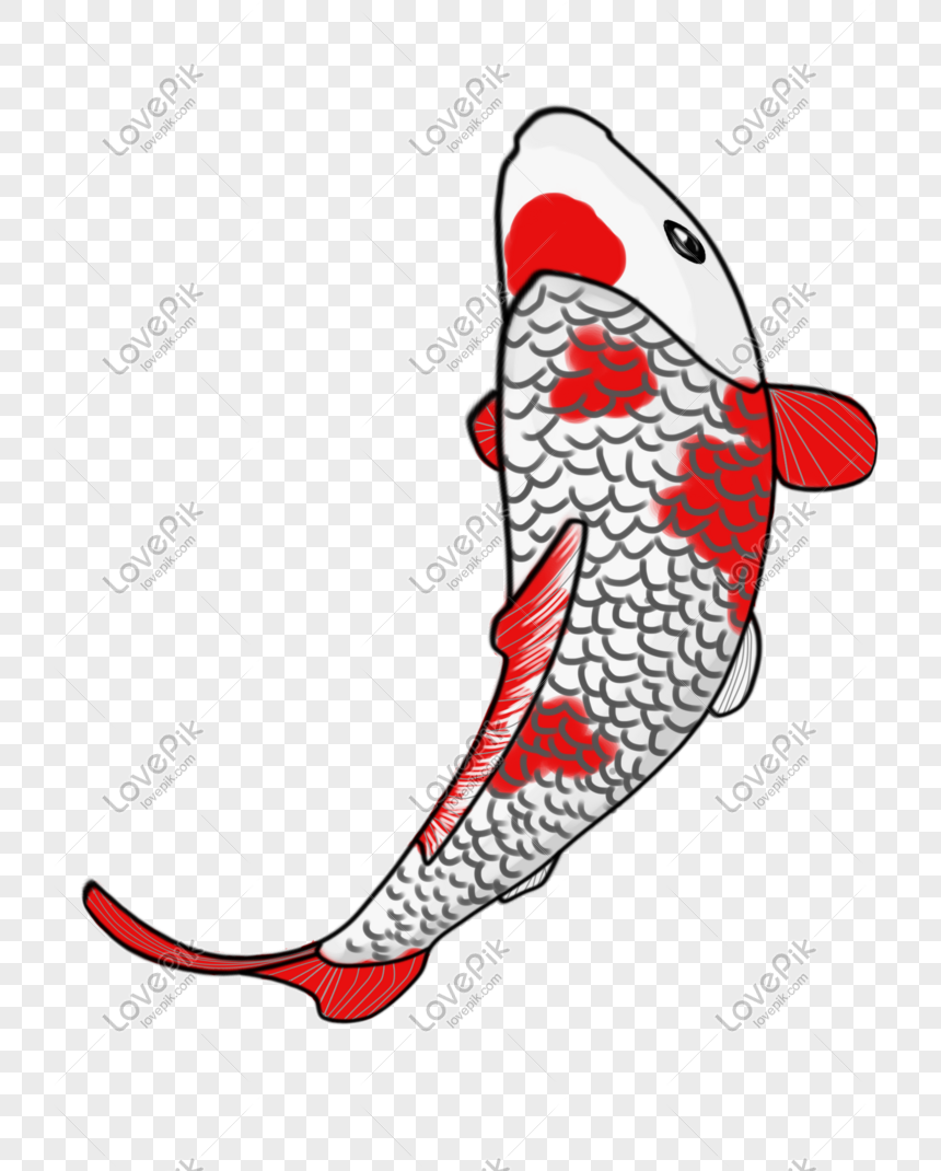 Hình ảnh Vẽ Tay Cá Koi đốm đỏ Và Trắng PNG Miễn Phí Tải Về - Lovepik