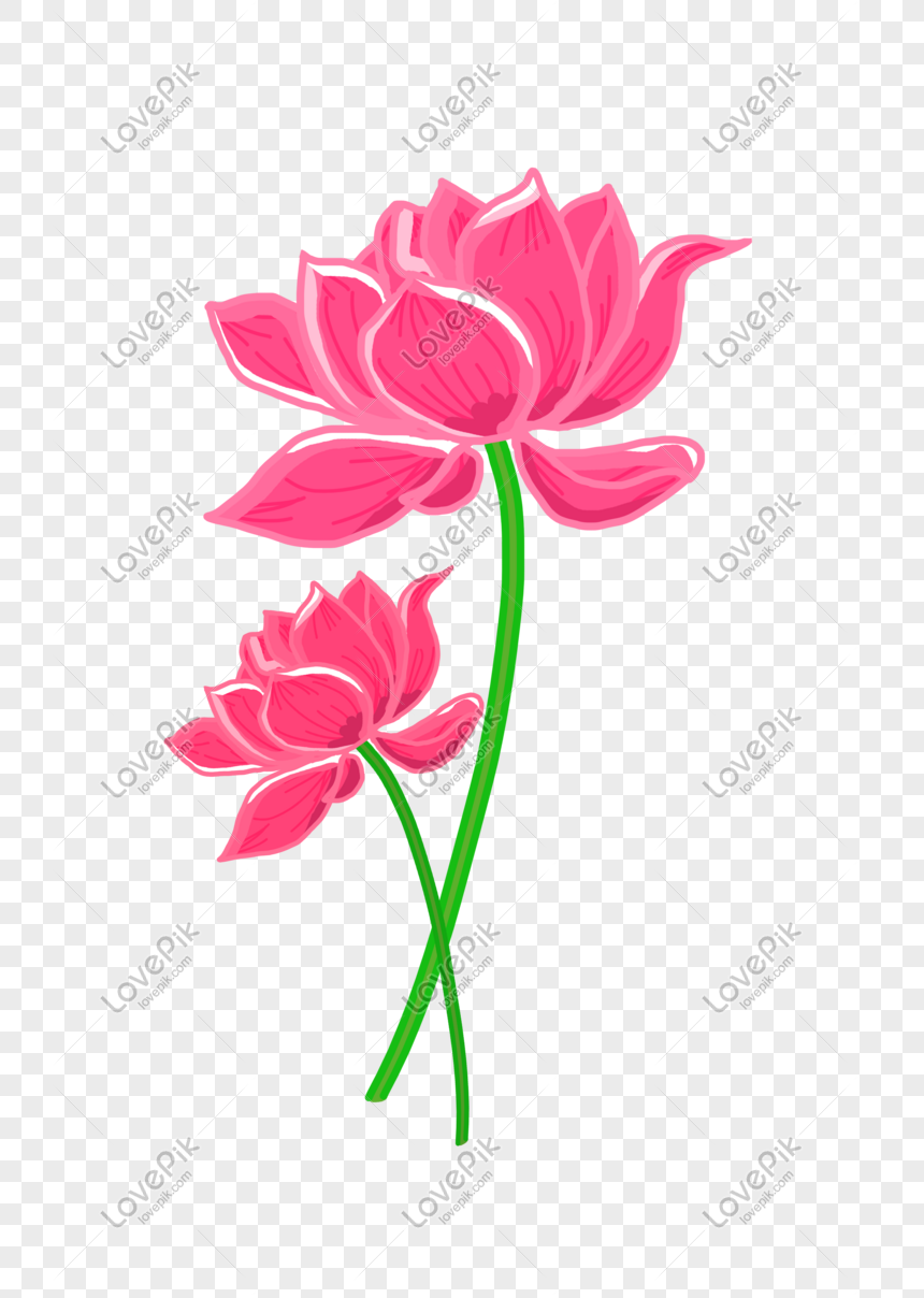 Hãy xem ngay hình ảnh hoa sen PNG với những chi tiết hình ảnh tinh tế, sắc nét, để bạn có những cảm xúc mới lạ với loài hoa tượng trưng cho sự thanh tịnh và giản đơn.