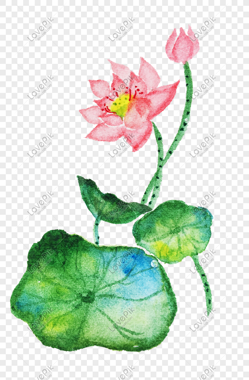 Hand Drawn Watercolor Lotus Leaf Illustration PNG White ...