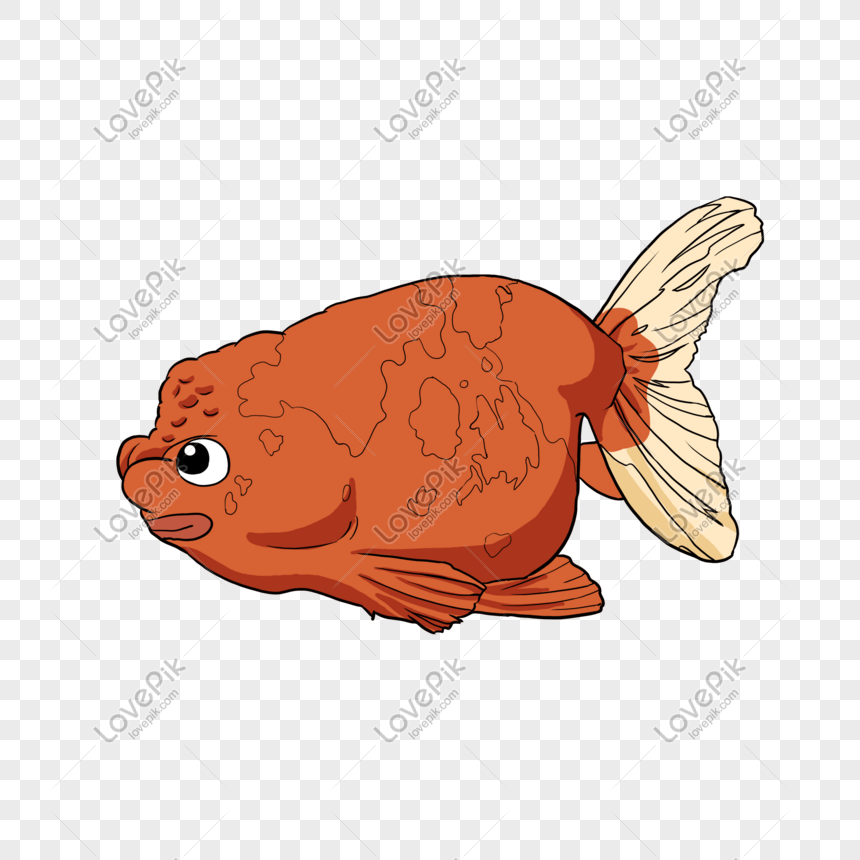 Beautiful Fish Aquatic Animal PNG Image Free Download And Clipart Image For  Free Download - Lovepik | 611392581