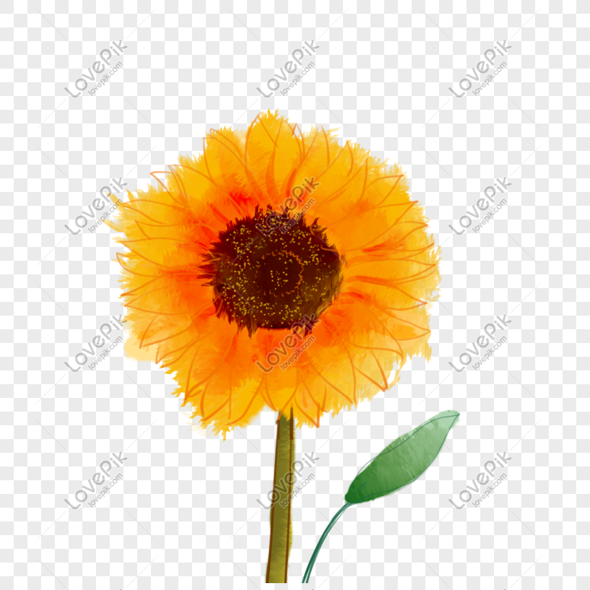 Pintado A Mano Hermoso Girasol Acuarela PNG Imágenes Gratis - Lovepik