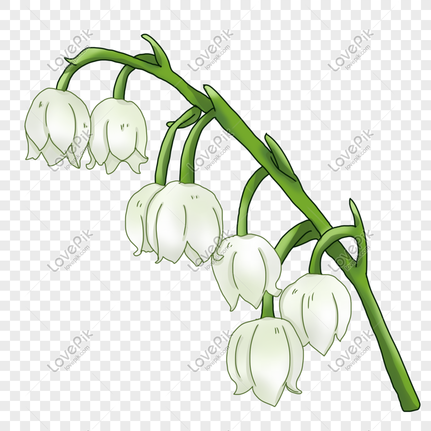 Lily Of The Valley Cartoon Hand Drawn Illustration PNG Transparent  Background And Clipart Image For Free Download - Lovepik | 611401340