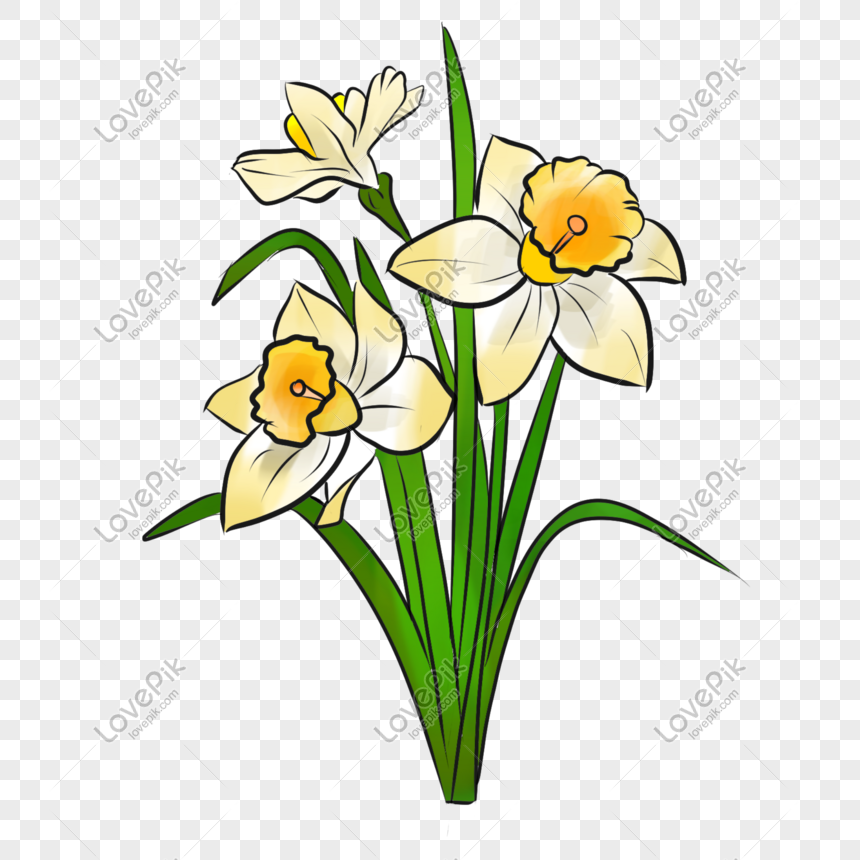 Narcissus Flower Cartoon Hand Drawing PNG White Transparent And Clipart  Image For Free Download - Lovepik | 611405632