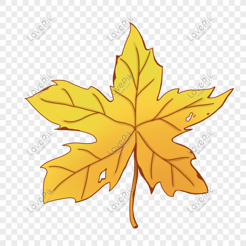 Ilustrasi Daun Maple Kuning Musim Gugur Yang Digambar Tangan