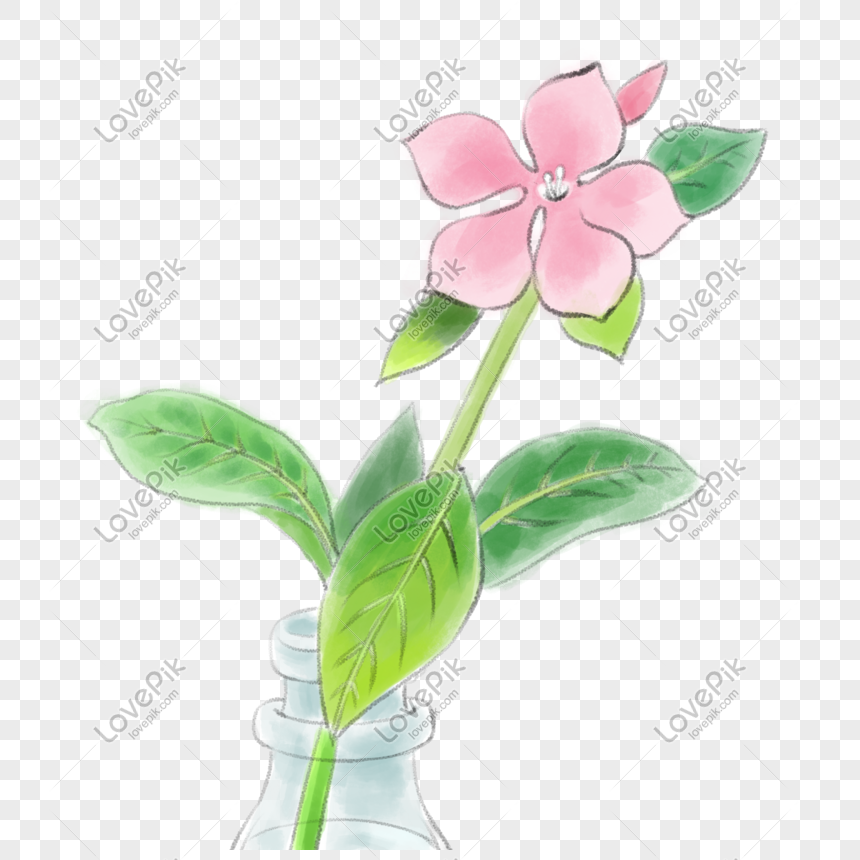 Flor Rosa Pastel Acuarela Verano Flores Y Flores Abren Todos Los PNG  Imágenes Gratis - Lovepik