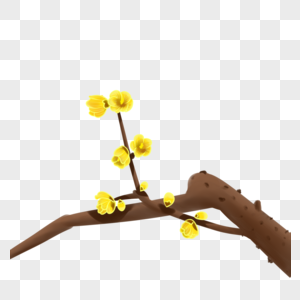 Palm Tree Trunk Clipart Hd PNG, Yellow Hoa Mai Apricot Blossom Flowers On  Tree Trunk, Hoa Mai, Apricot, Blossom PNG Image For Free Download