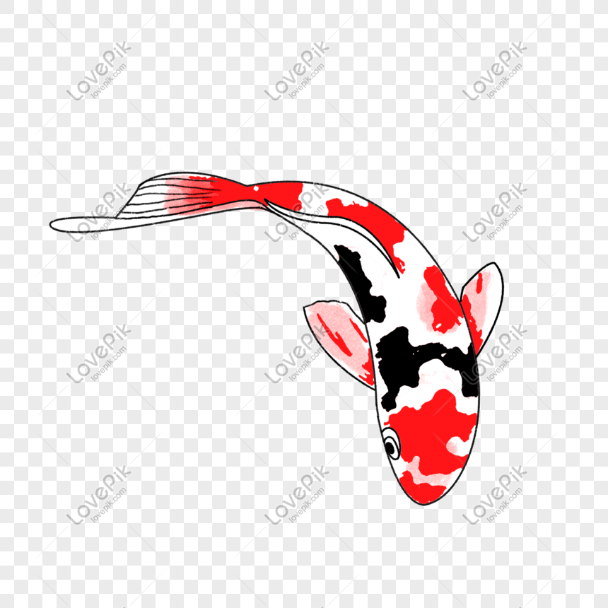 Koi Red White Black Fish Cartoon PNG Hd Transparent Image And Clipart Image  For Free Download - Lovepik | 611422874