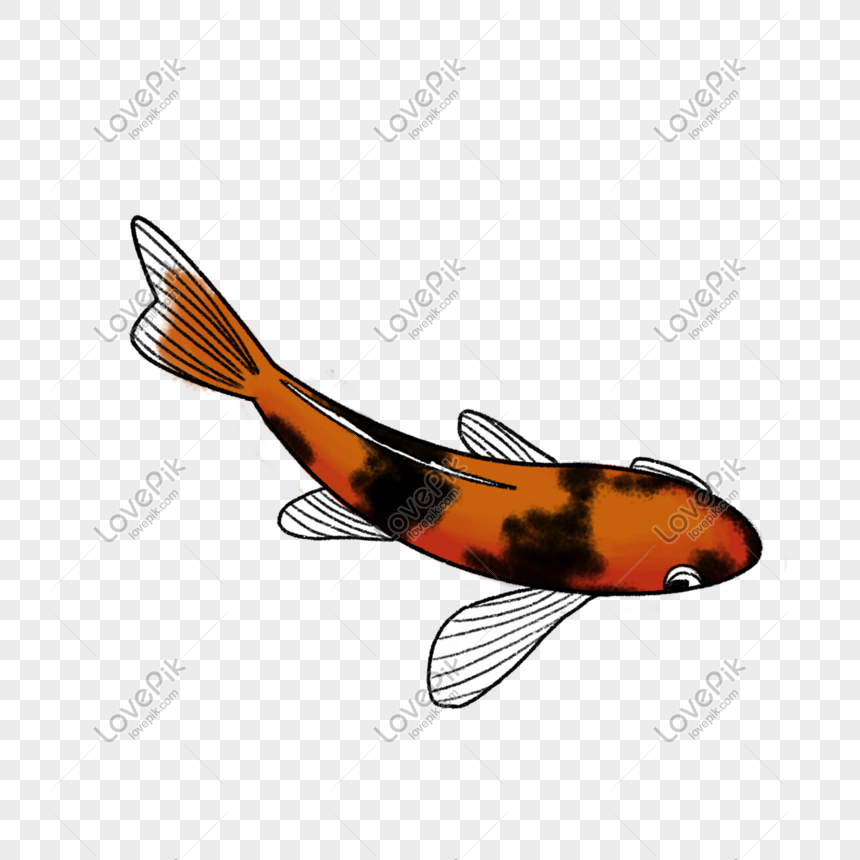 Gambar Animasi  Ikan  Koi  Gambar Animasi  Keren