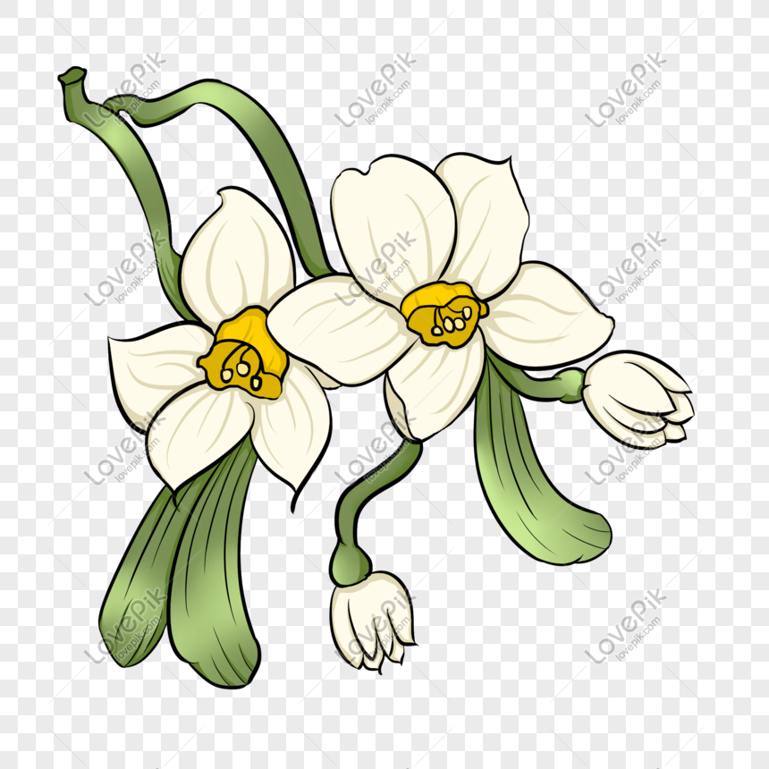 Narciso Flor Blanca Dibujado A Mano Ilustración PNG Imágenes Gratis -  Lovepik