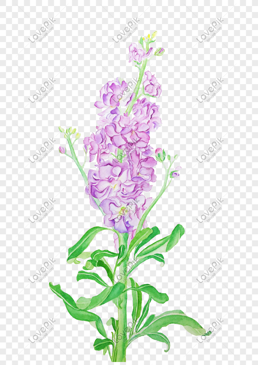 Dành riêng cho người yêu hình ảnh hoa violet đẹp để thể hiện tình yêu ...