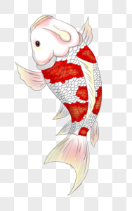 Koi Fish PNG Images With Transparent Background | Free Download On Lovepik