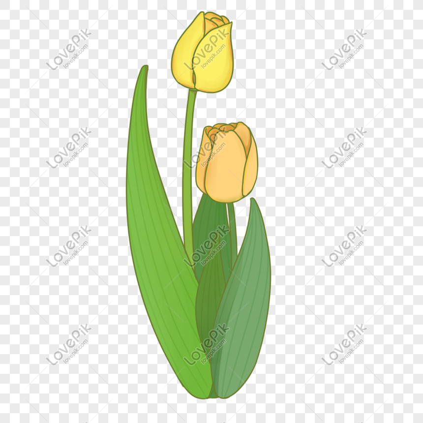 Ilustración De Plantas Ornamentales PNG ,dibujos Planta, Ornamental, Diseño  PNG y PSD para Descargar Gratis