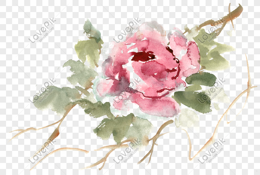 Peony Flower Watercolor Png Free Material PNG Free Download And Clipart  Image For Free Download - Lovepik | 611437823