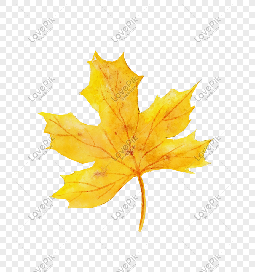 Musim Gugur Musim Dingin Ilustrasi Daun Maple Kuning Gambar