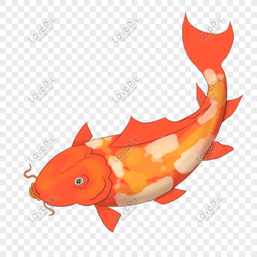 繊細な赤い鯉イラストイメージ グラフィックス Id Prf画像フォーマットpsd Jp Lovepik Com