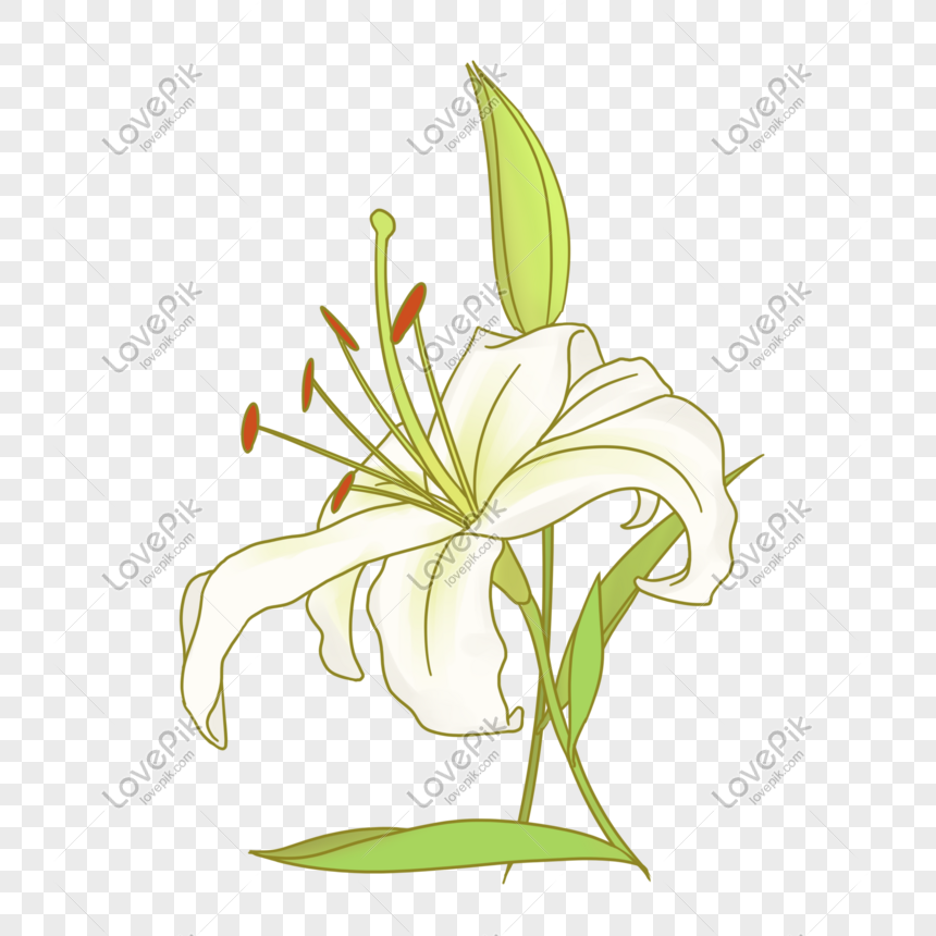 Hand Drawn White Lily Illustration PNG Image Free Download And ...