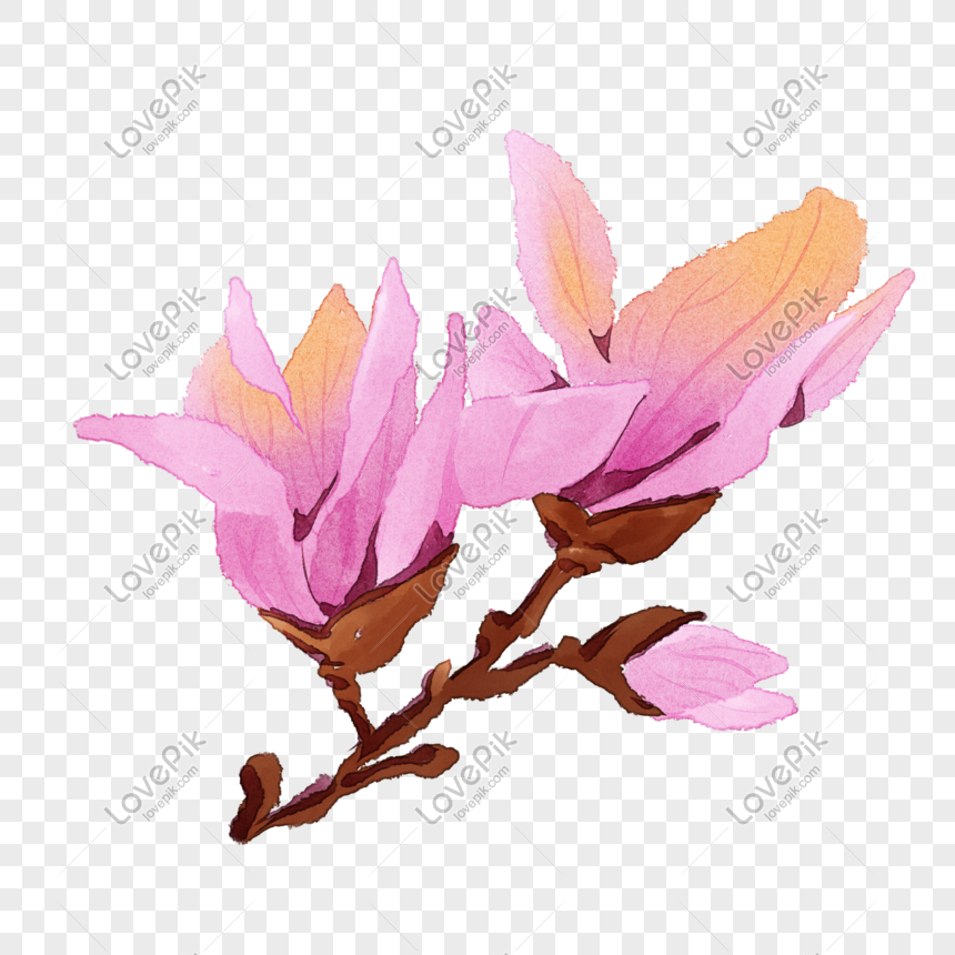 Magnolia Rosa Hermosa Pintada A Mano PNG Imágenes Gratis - Lovepik