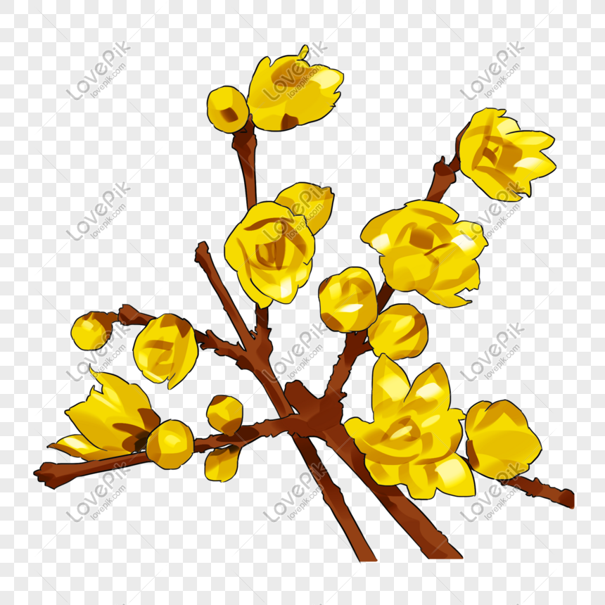 Palm Tree Trunk Clipart Hd PNG, Yellow Hoa Mai Apricot Blossom Flowers On  Tree Trunk, Hoa Mai, Apricot, Blossom PNG Image For Free Download