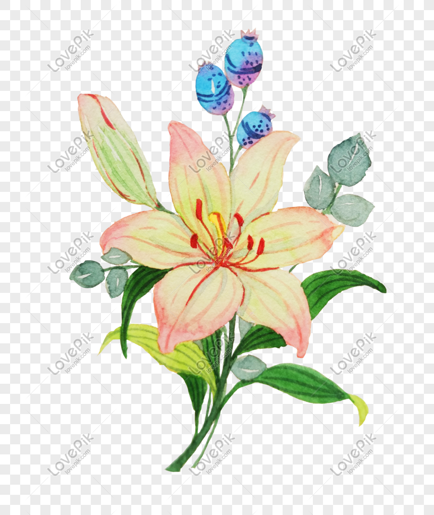 Ilustrasi Bunga Lily Yang Digambar Tangan Png Grafik Gambar Unduh