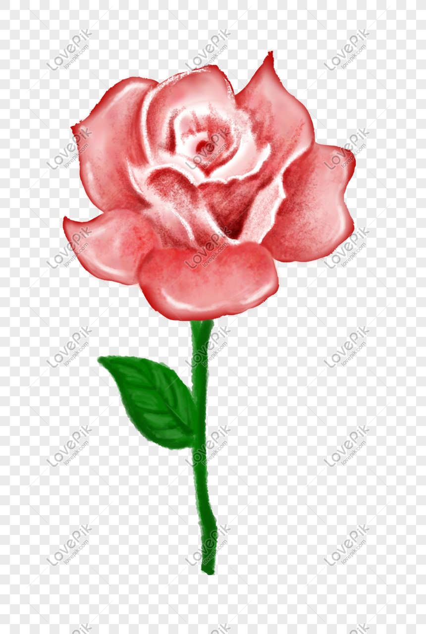 Ilustrasi Bunga Mawar Merah Muda Yang Ditarik Tangan Gambar
